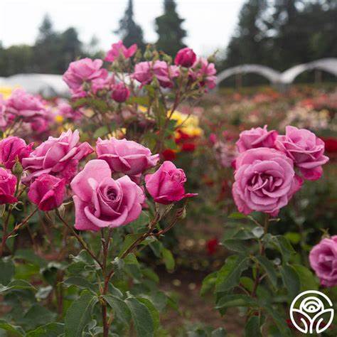 Rose - Fragrant Plum - Grandiflora