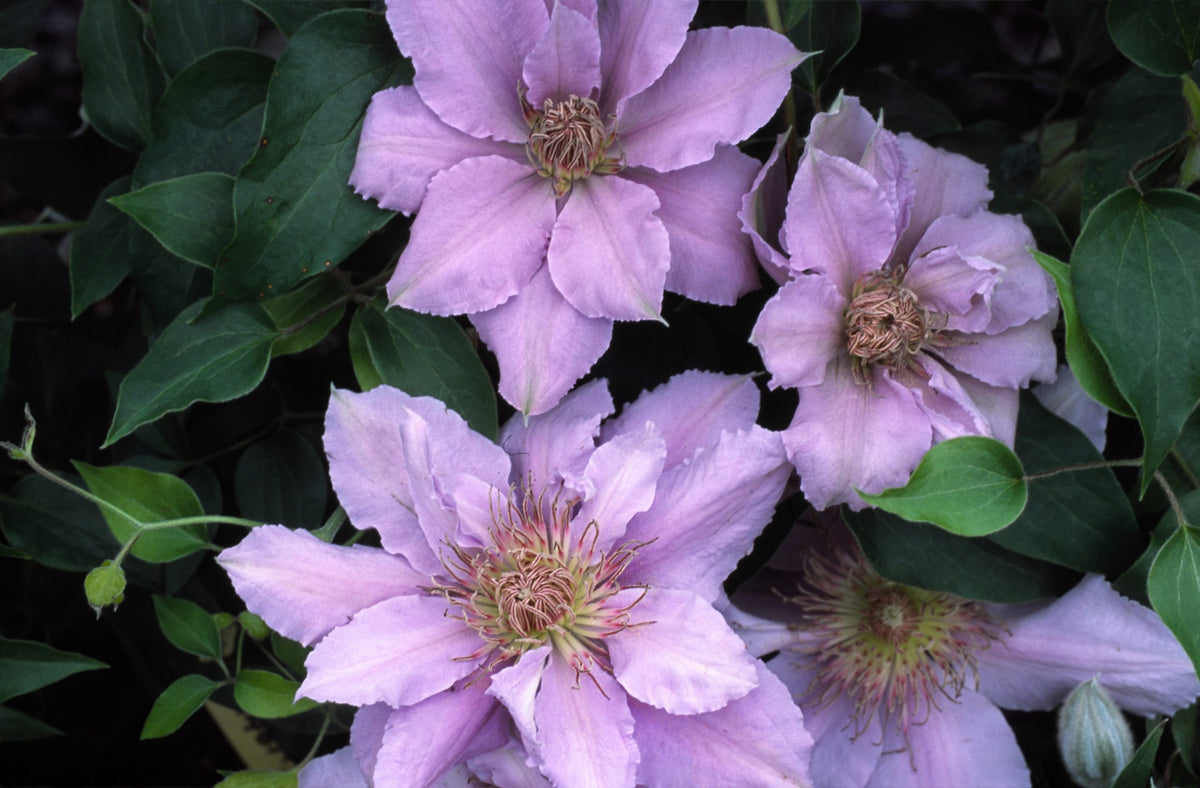 Clematis - Filigree
