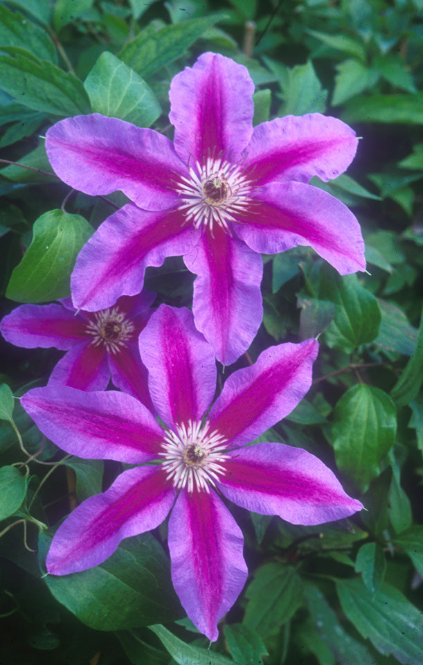 Clematis - Fireworks