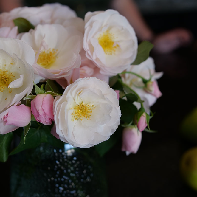 Rose - Flavorette - Pear'd