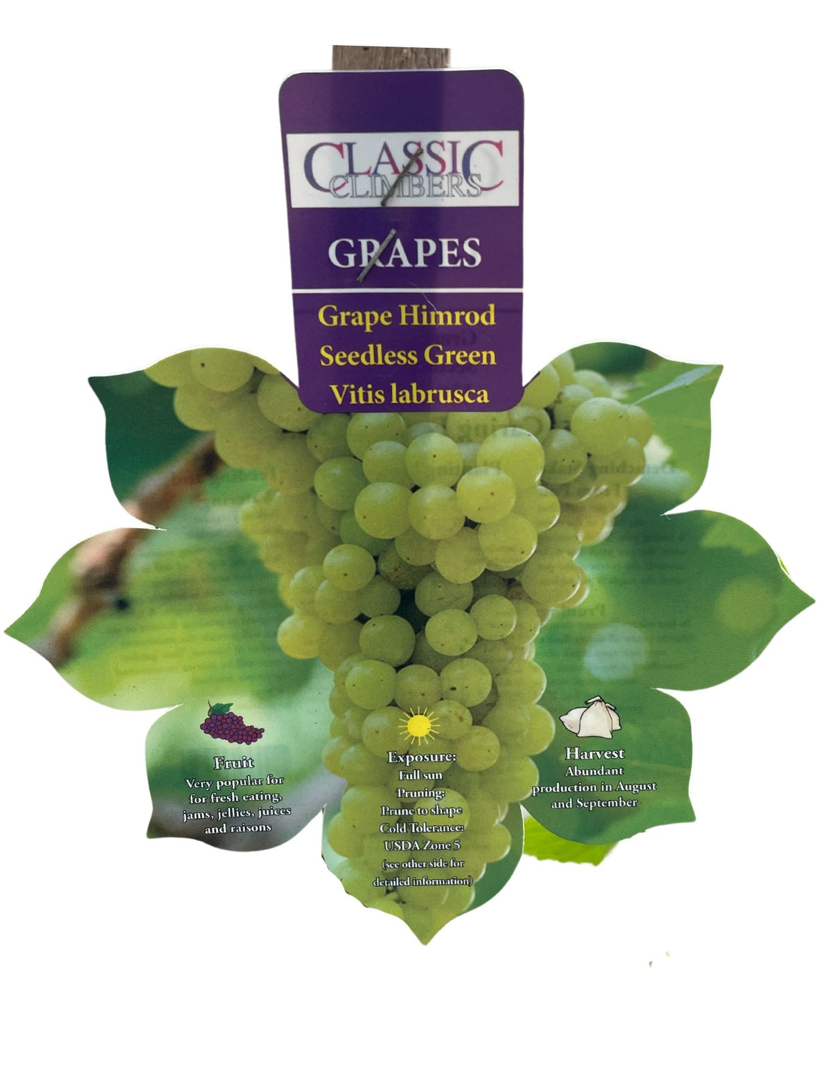 Grape - Himrod Seedless Green