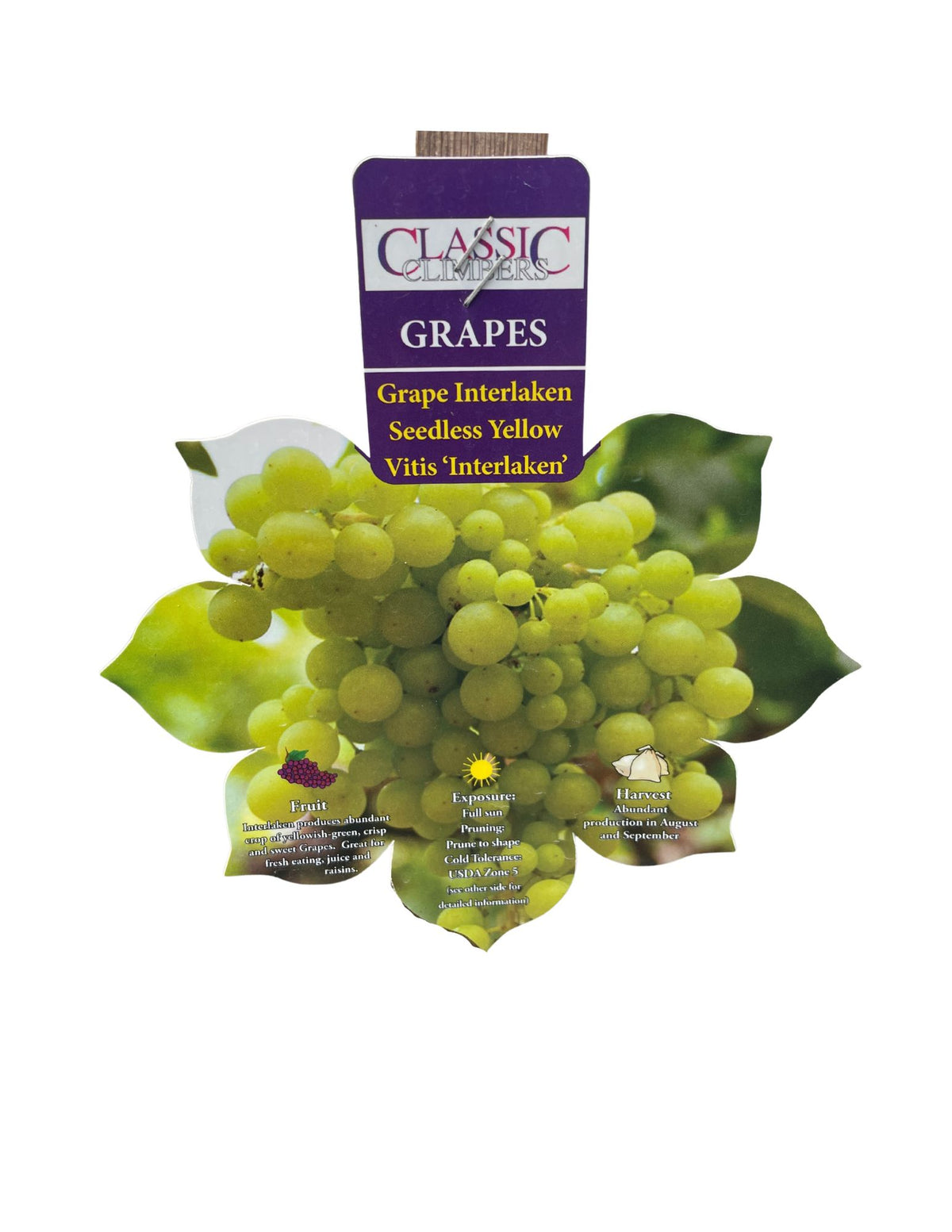 Grape - Interlaken Seedless Yellow
