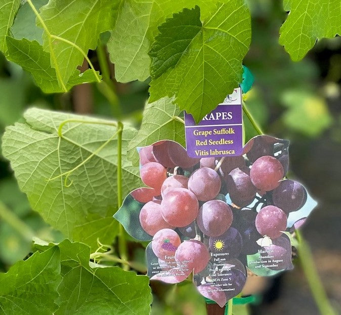 Grape - Suffolk Red Seedless