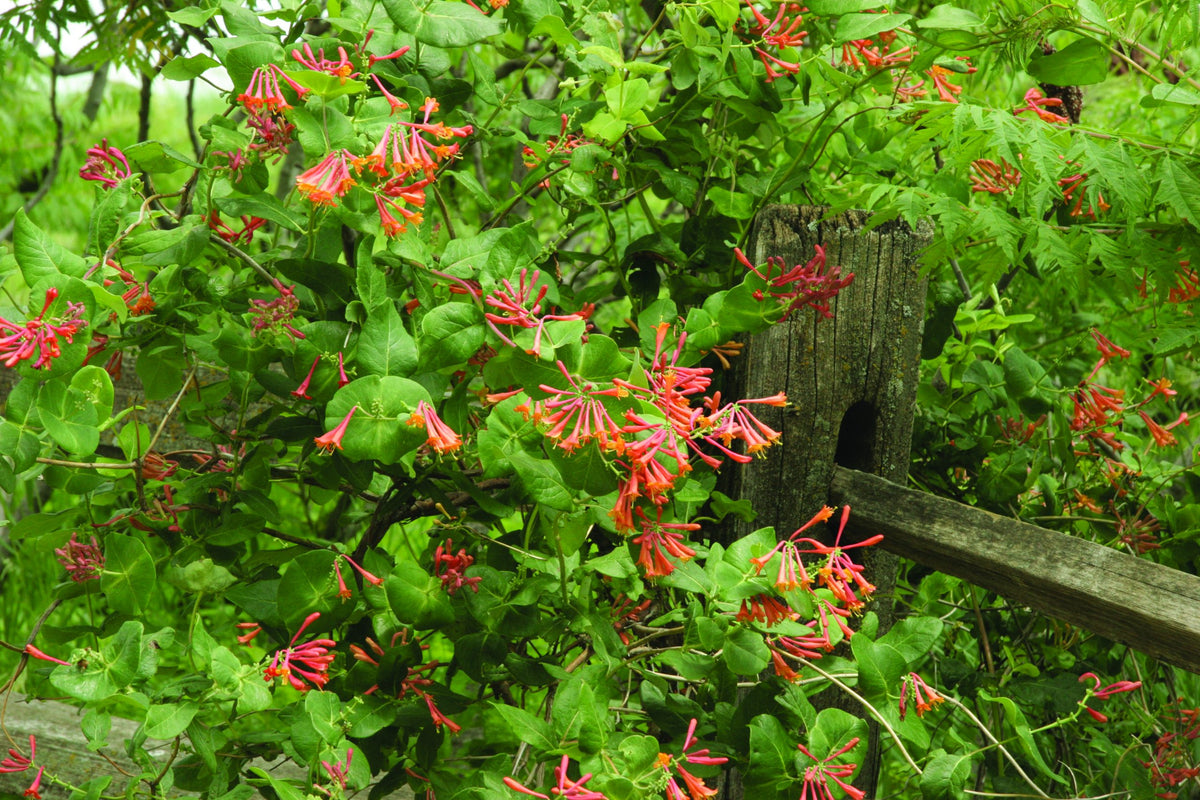 Clematis - Honeysuckle, Dropmore Scarlet