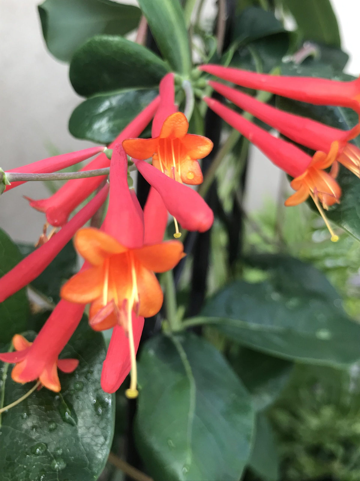 Clematis - Honeysuckle, ‘Major Wheeler’