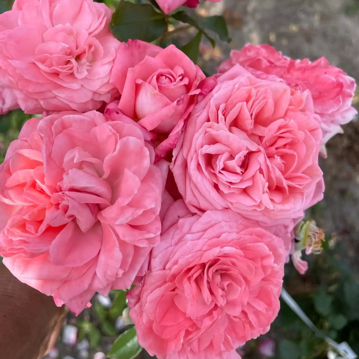 Rose - The Most Beautiful