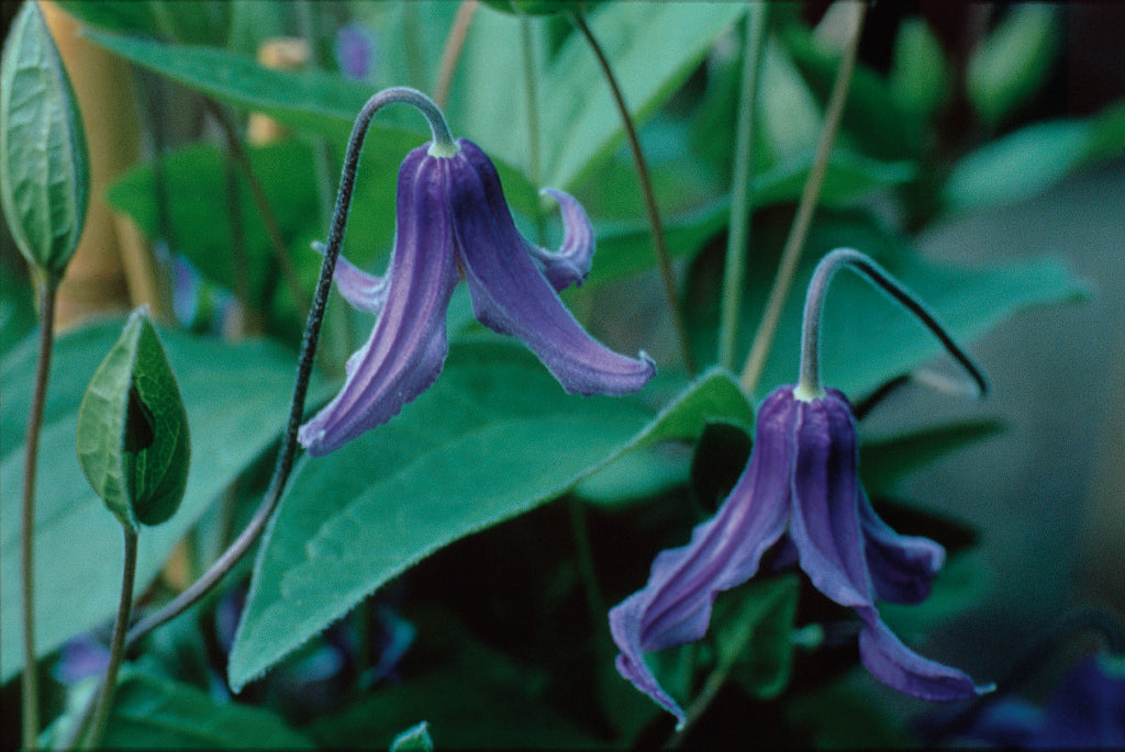 Clematis - Integrifolia