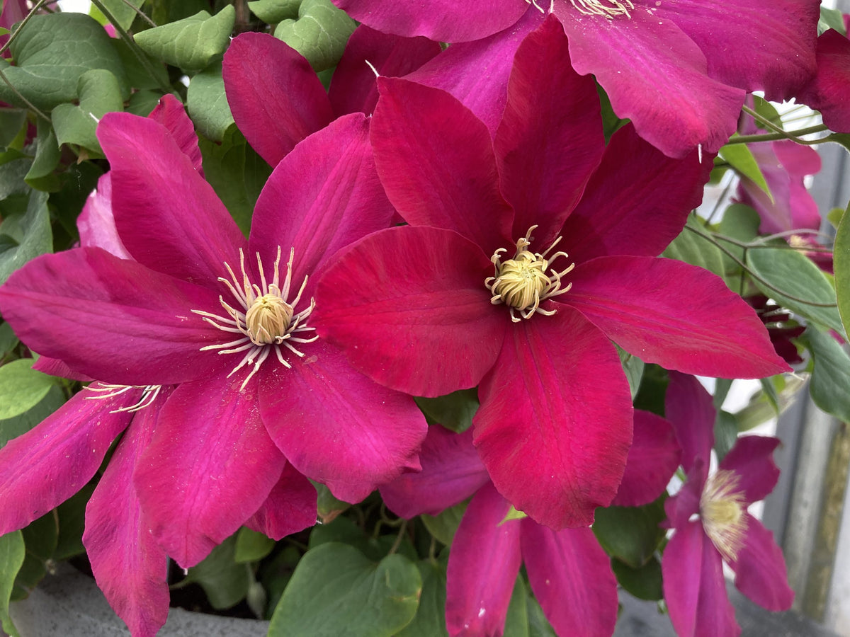 Clematis - Issey