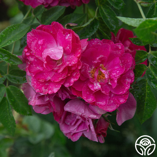 Rosa - John Cabot