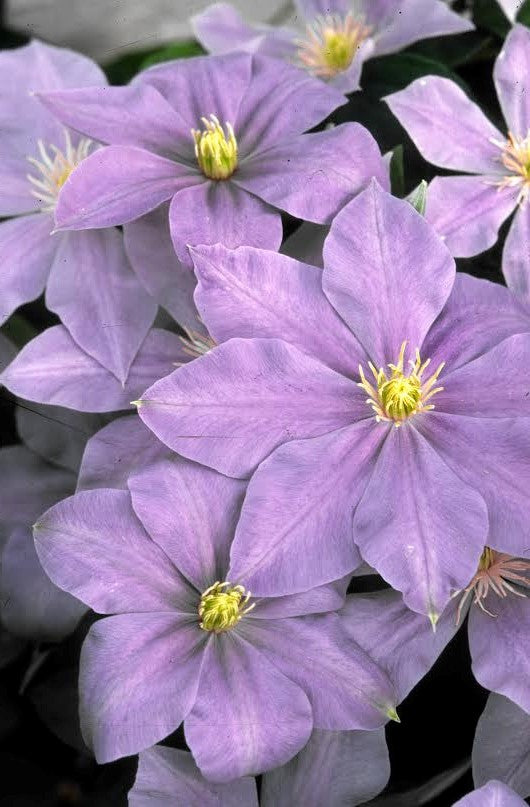 Clematis - Lady Northcliffe
