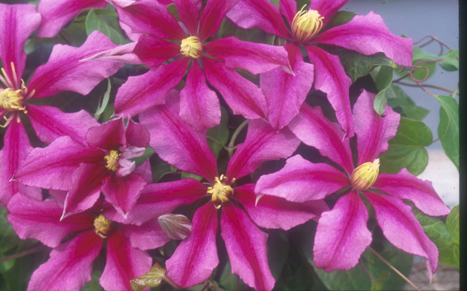 Clematis - Liberation ‘Evifive’