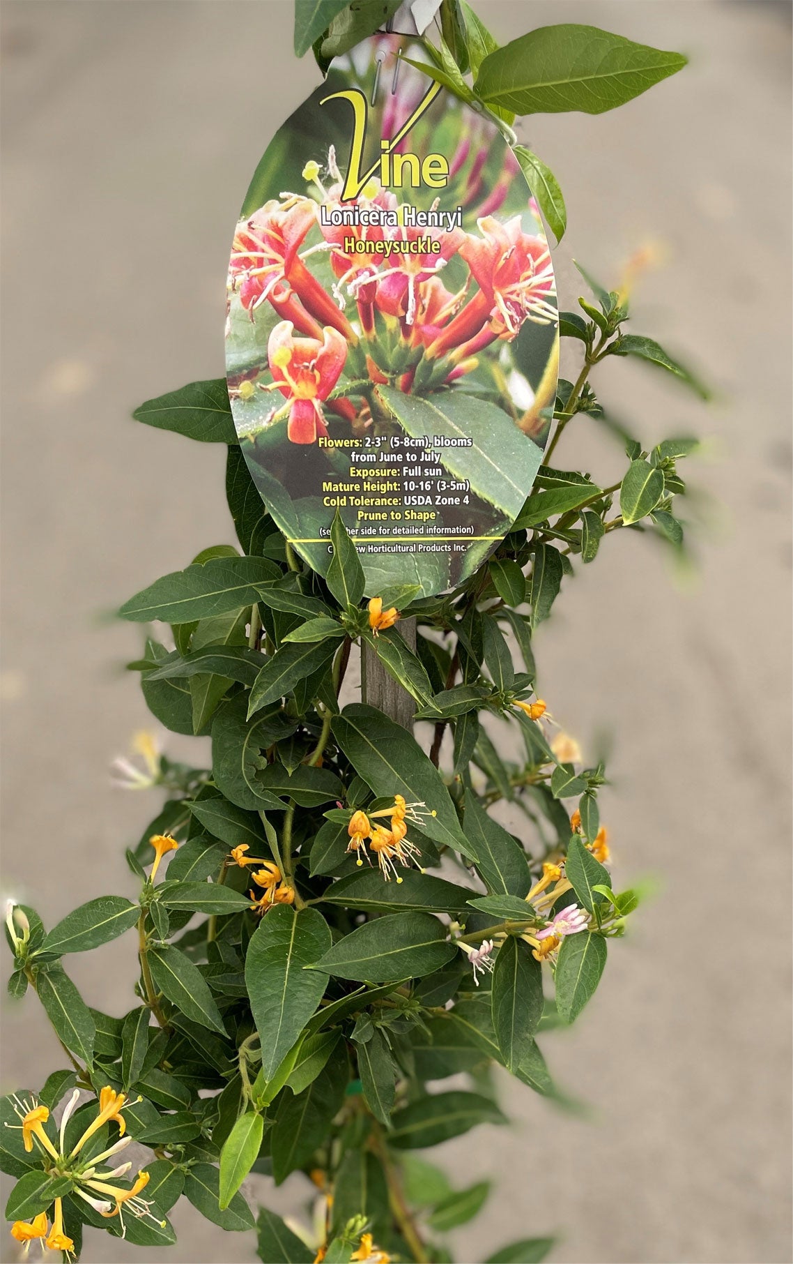 Honeysuckle - Henryi