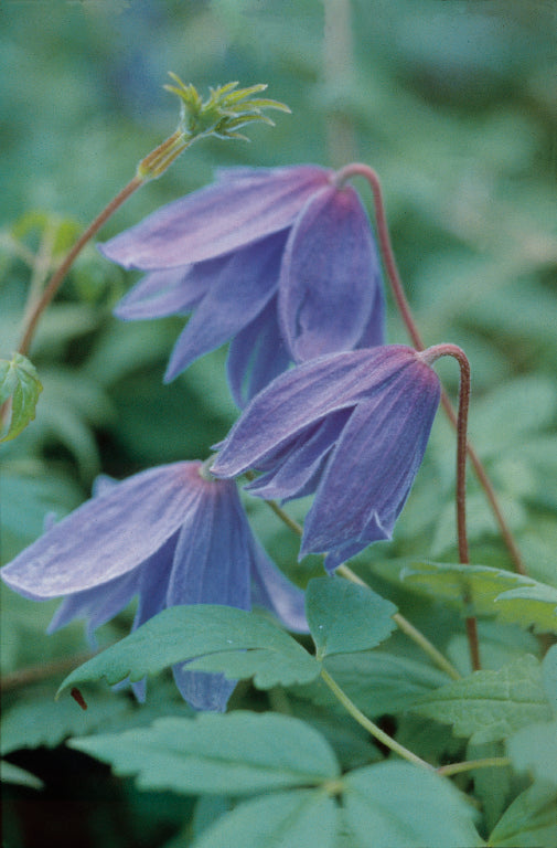 Clematis - Macropetala Blue