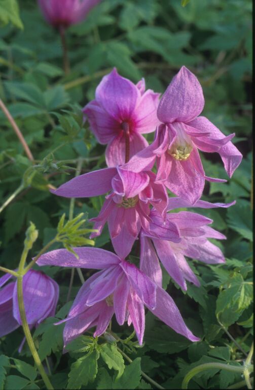 Clematis - macropetala Markham Pink