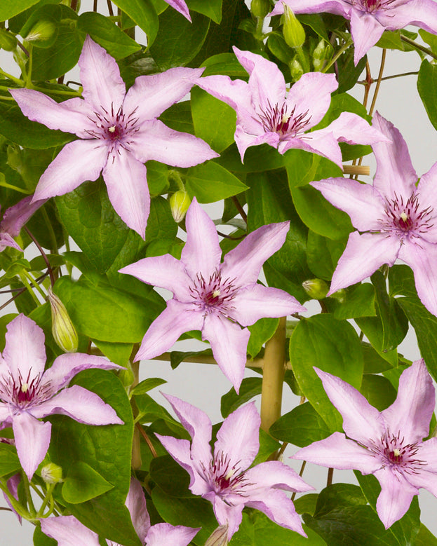 Clematis - Manon Evipo054