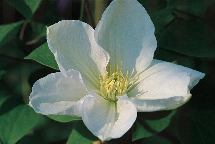 Clematis - Marie Boisselot