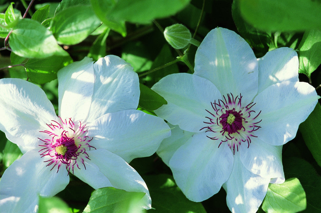 Clematis - Miss Bateman