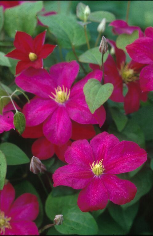 Clematis 'Mme. Edouard Andre'