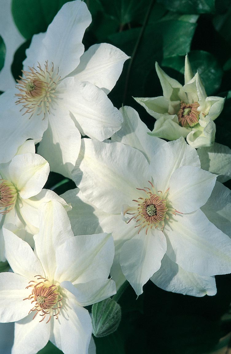Clematis - Mrs. George Jackman