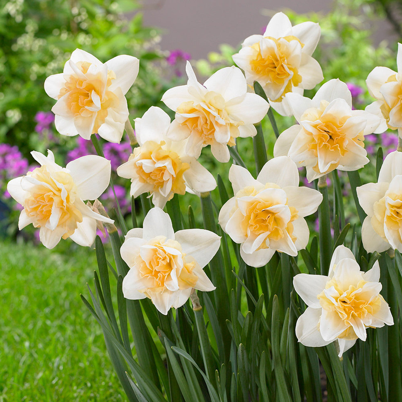 Daffodil - Bundle of Fluffles