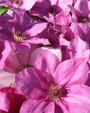 Clematis - Neva Evipo050