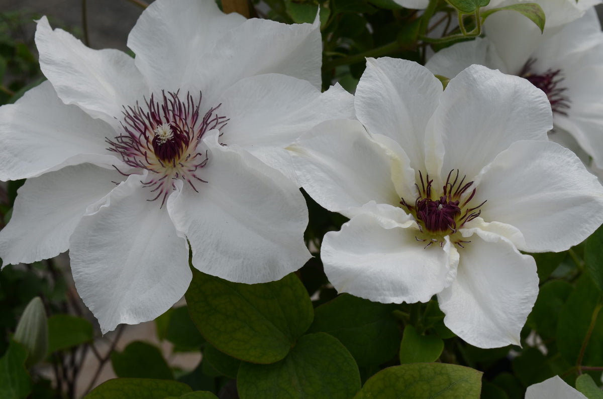 Clematis - Ninon Evipo052