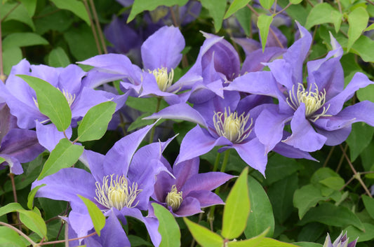 Clematis 'Olympia'