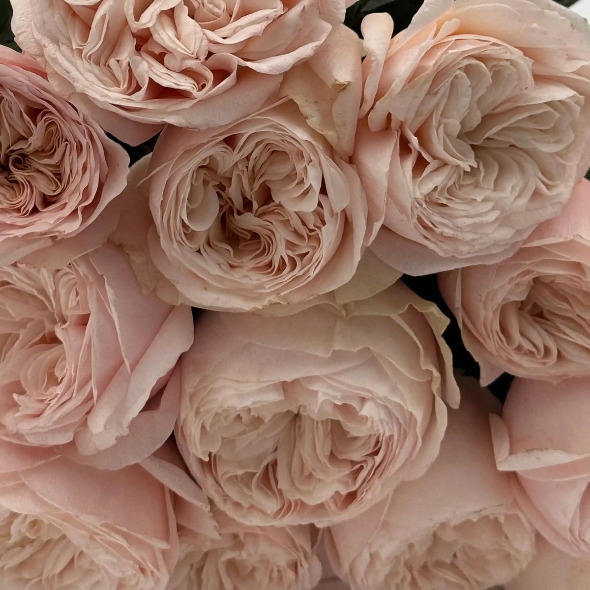 Rose - Paradise Beach