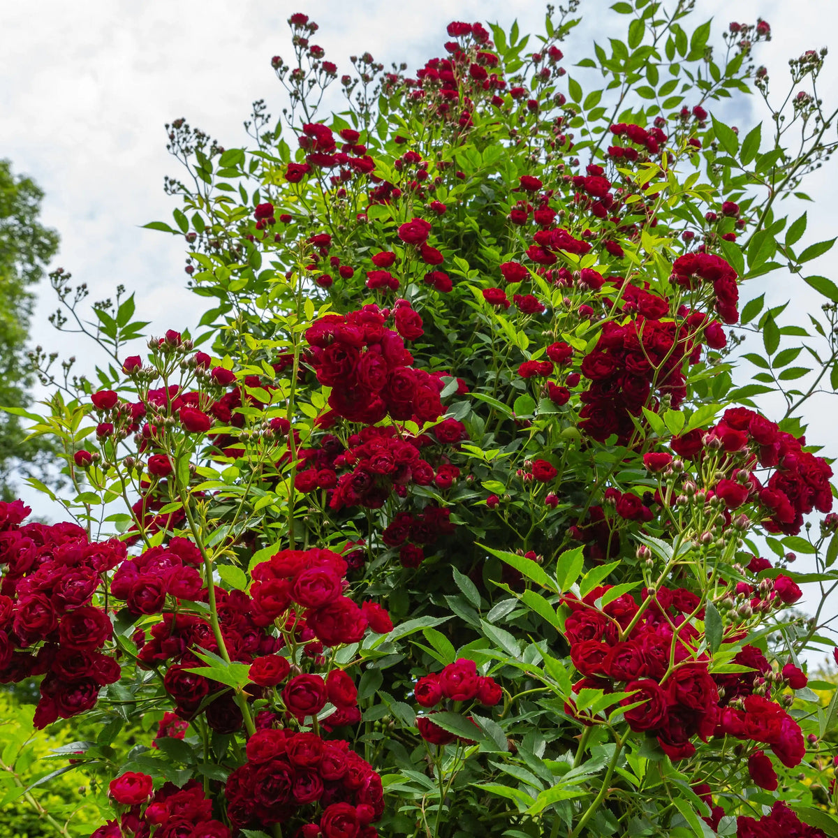 Rose - Perennial Domino
