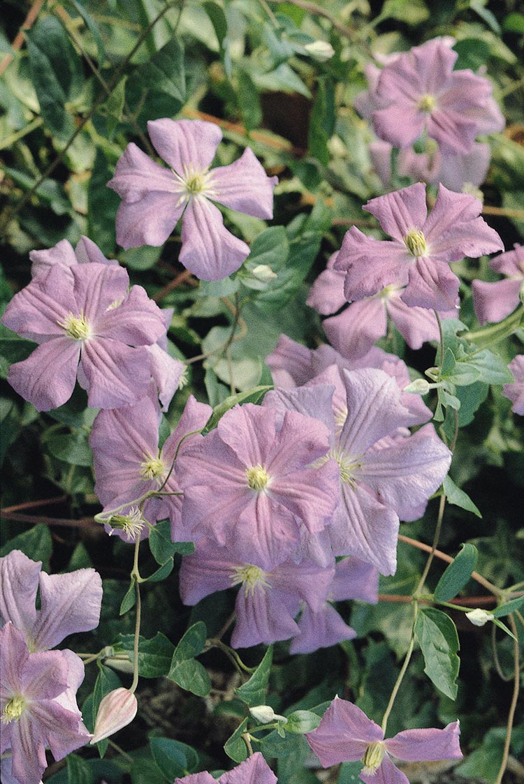 Clematis - Perle d’Azur