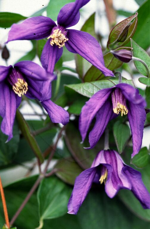 Clematis - Petit Faucon