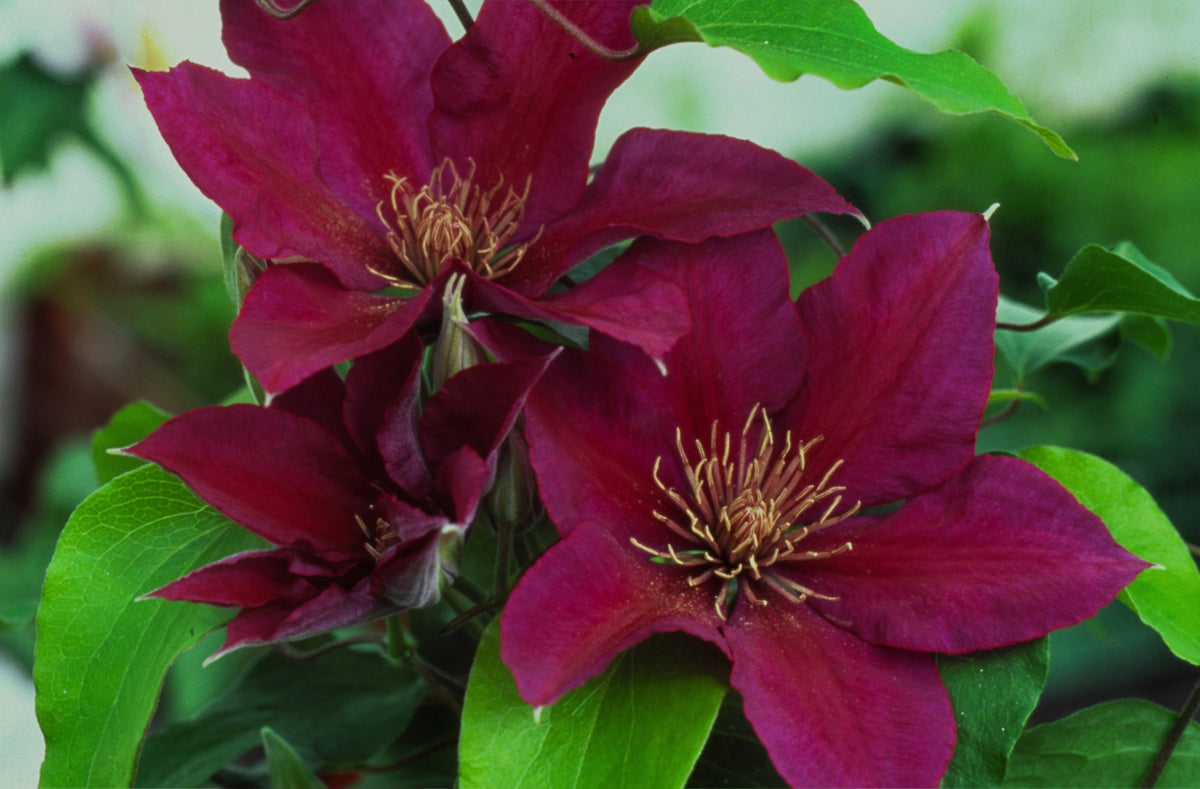 Clematis - Picardy Evipo024
