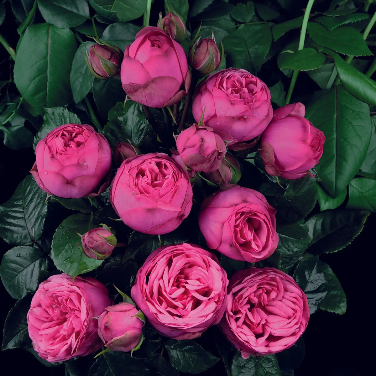 Rose - Pink Piano