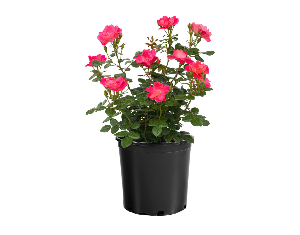 Rose - Brick House Pink