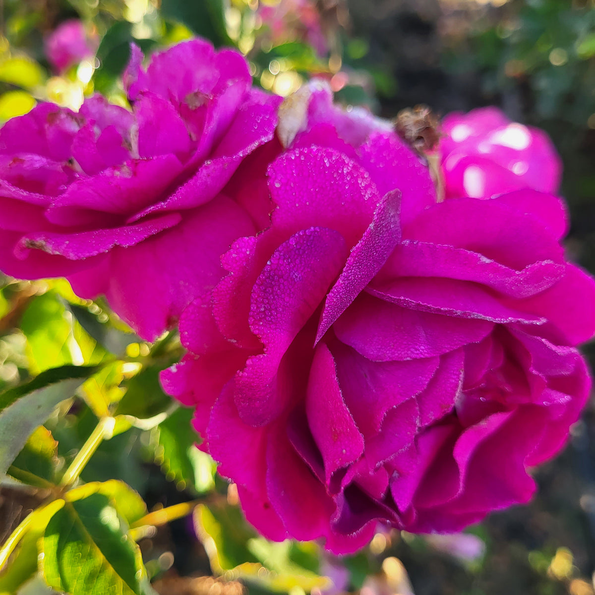 Rose - Purple Aura