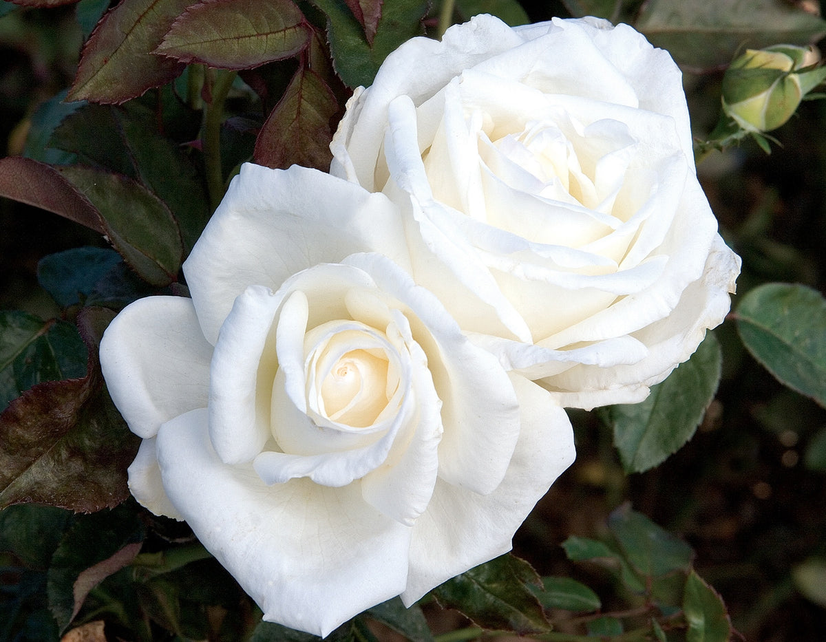Rose - Queen Mary 2