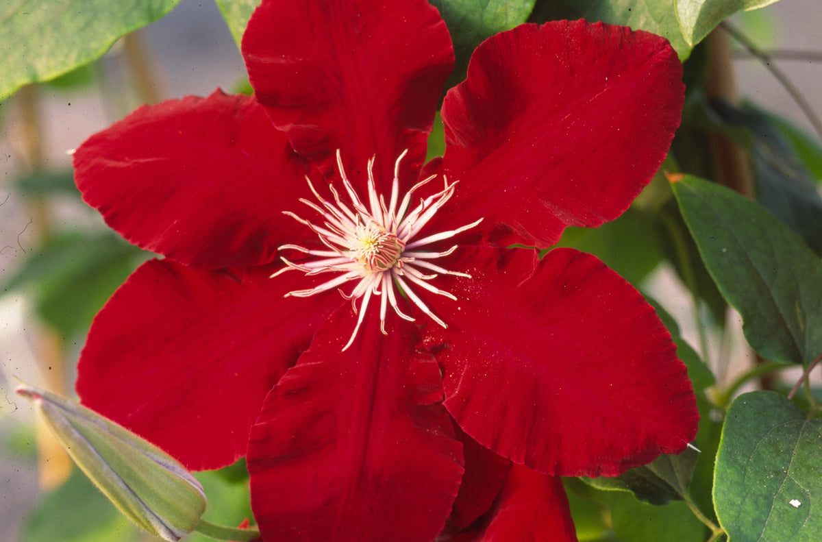 Clematis - Rebecca