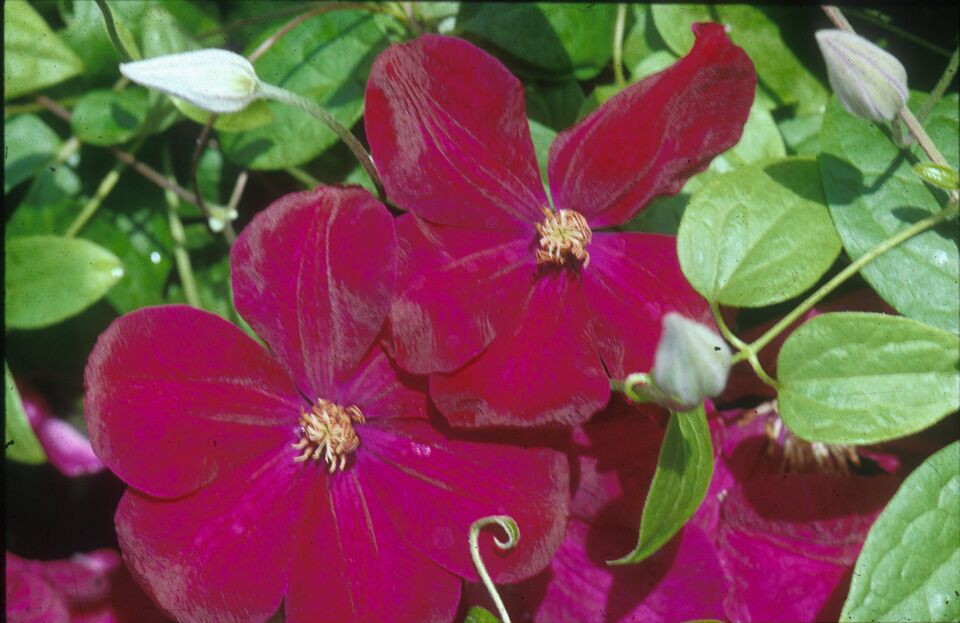 Clematis - Rouge Cardinal