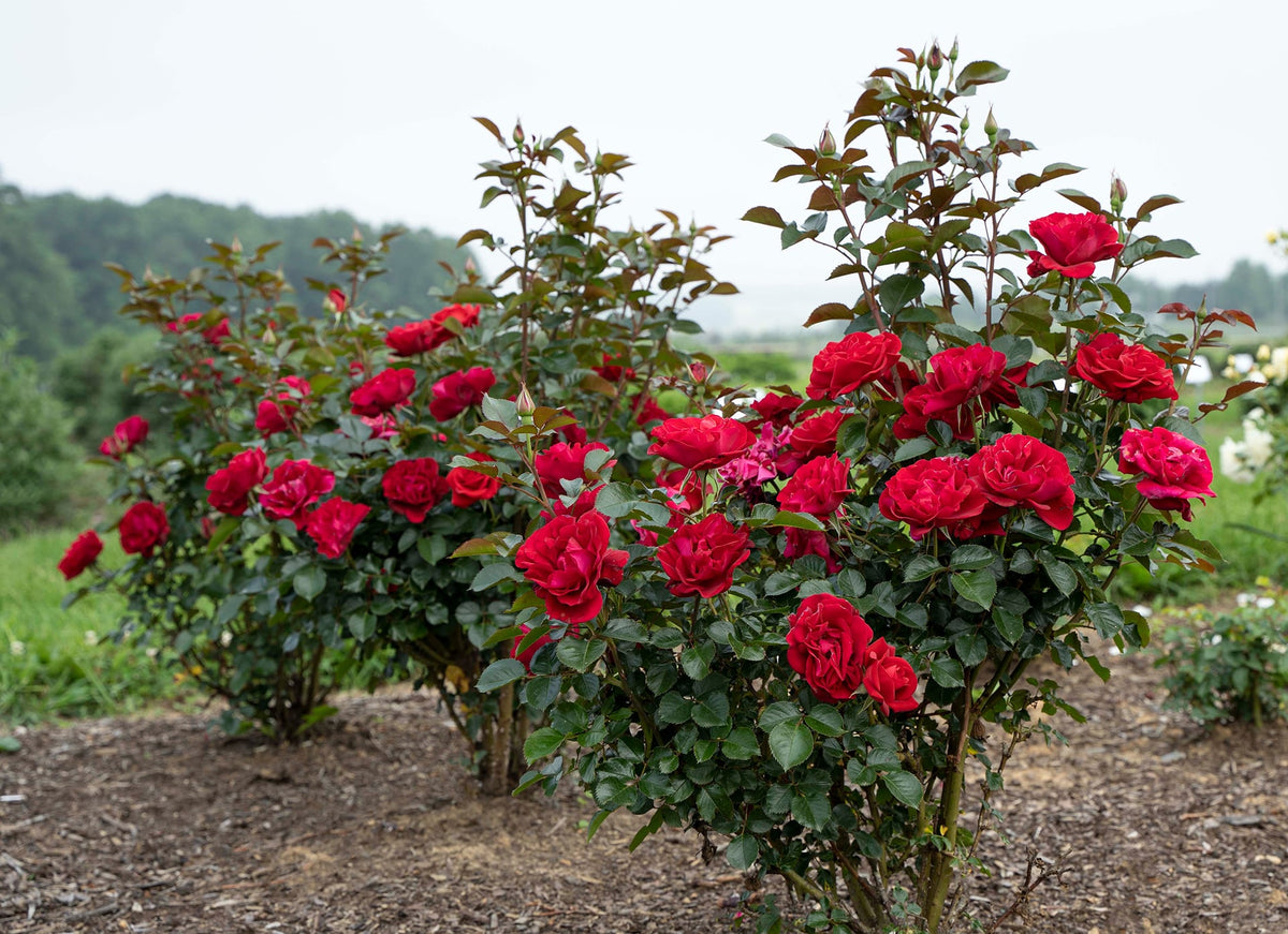 Rose - Ruby Red
