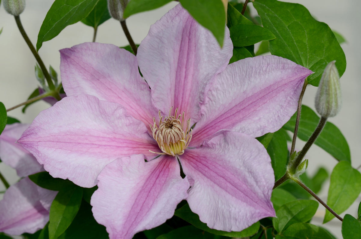Clematis - Sally Evipo077