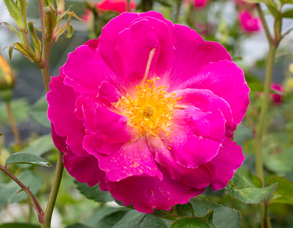 Rose - Shining Moment