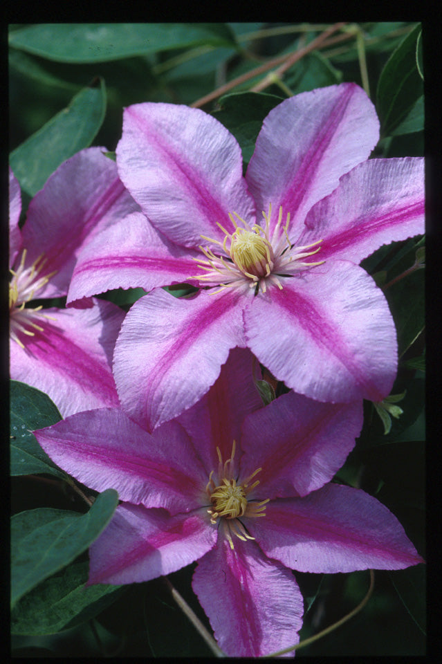 Clematis - Sugar Candy ‘Evione’