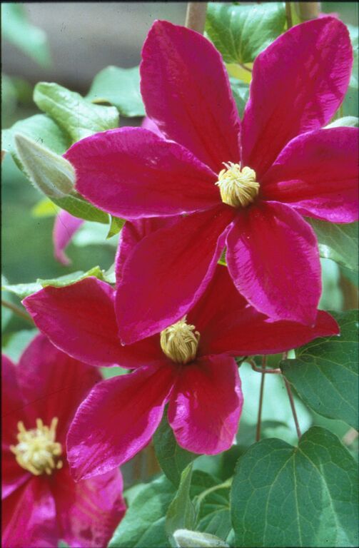 Clematis - Sunset