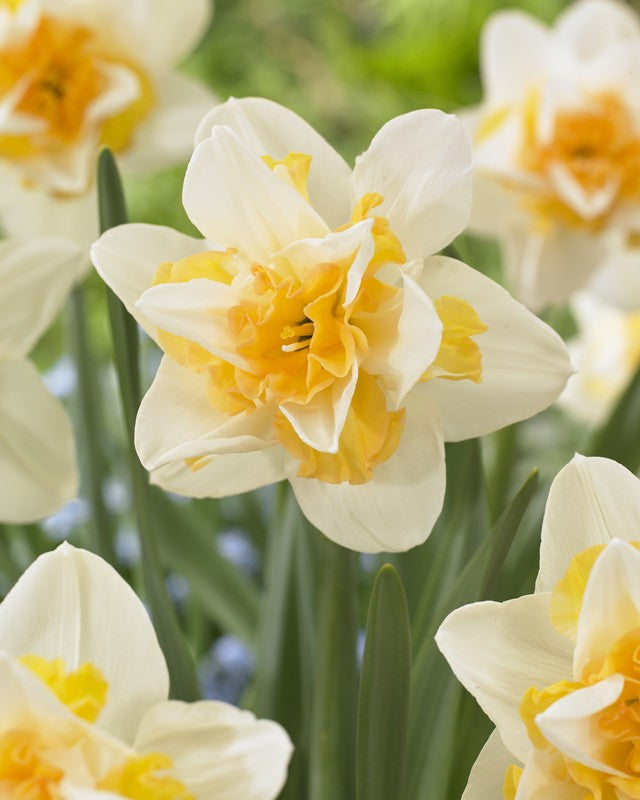 Daffodil - Bundle of Fluffles