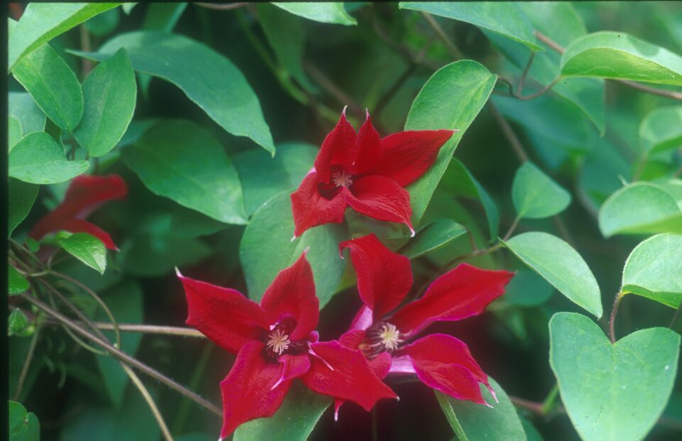 Clematis - texensis Gravetye Beauty