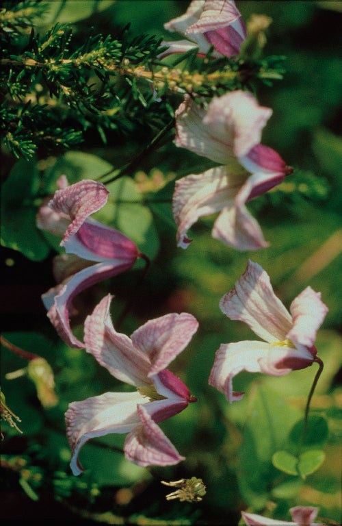 Clematis - texensis Pagoda