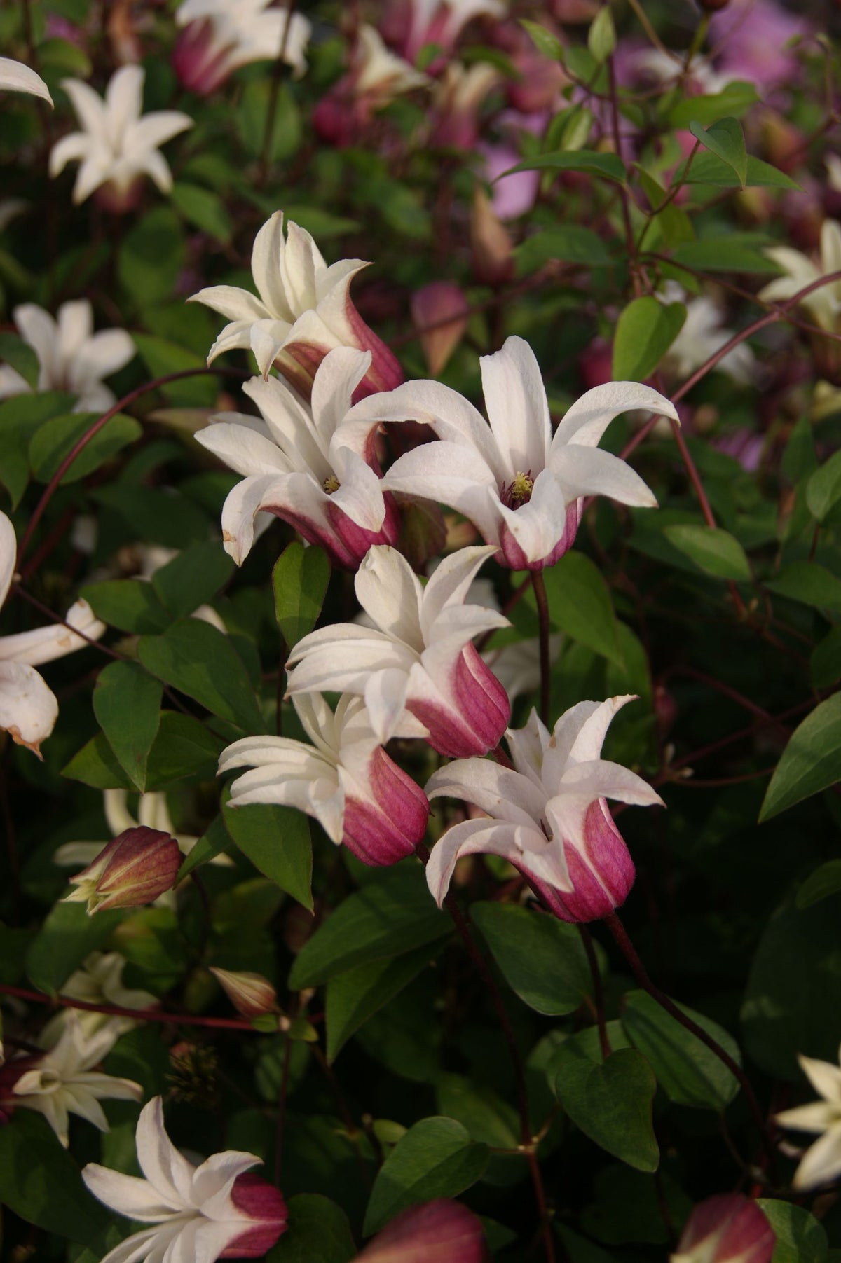 Clematis - Texensis Princess Kate