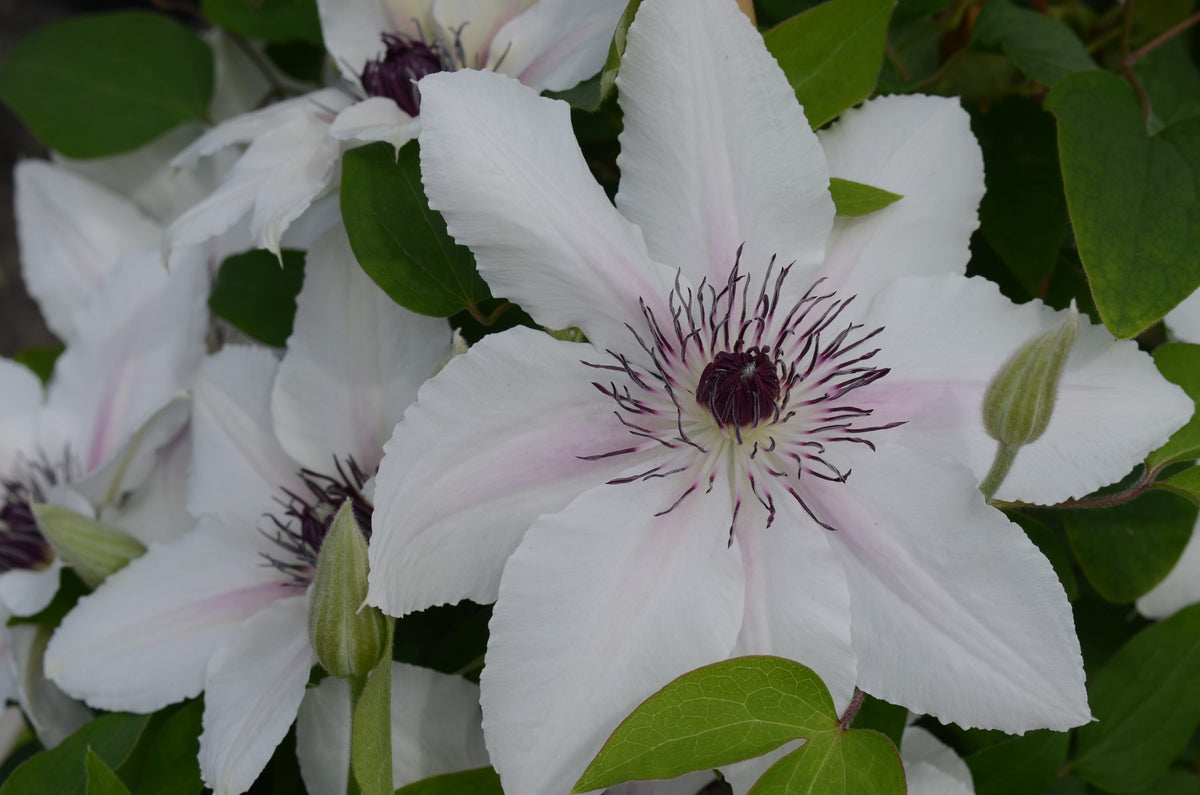 Clematis - The Countess of Wessex Evipo073