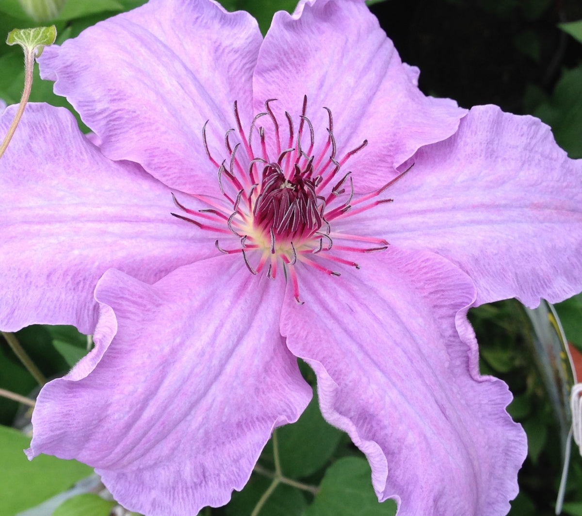 Clematis - The First Lady