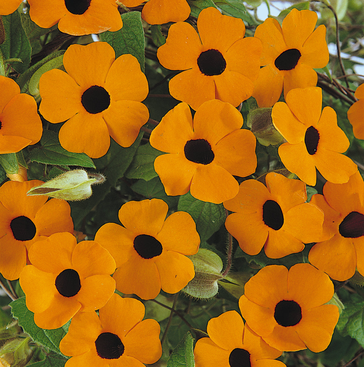 Clematis - Thunbergia, Orange